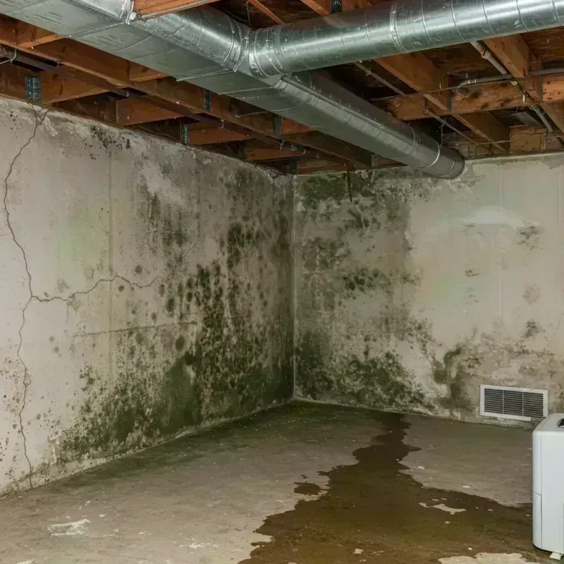 Professional Mold Removal in Morgan County, IL